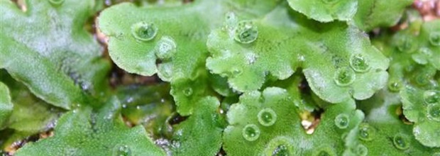 苔の種類を名前や画像と共に紹介 苔類 蘚類 ツノゴケ類の違いは 携帯知恵袋