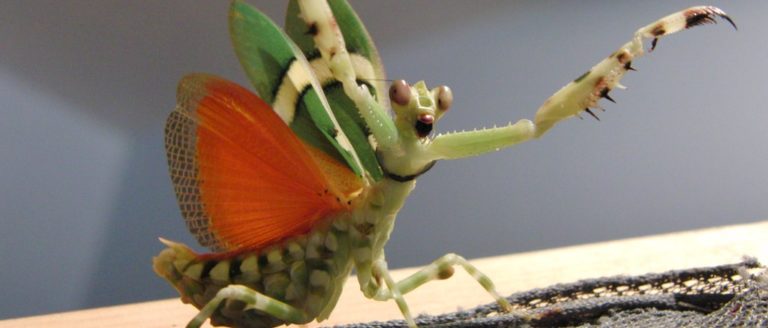 カマキリの種類世界一覧！生態や体の特徴を写真と共に紹介！ | 携帯知恵袋