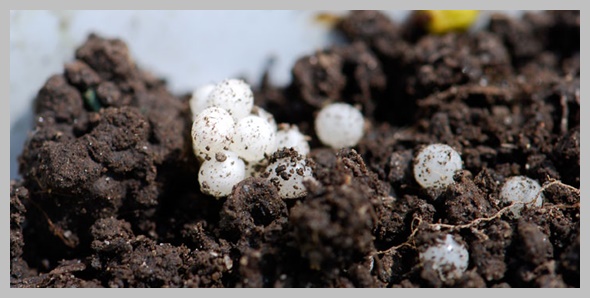 カタツムリの卵の育て方 孵化しない原因はカビや乾燥にある 携帯知恵袋