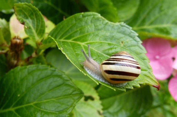 カタツムリの寄生虫は人間の脳にも寄生する どんな症状が出る 携帯知恵袋