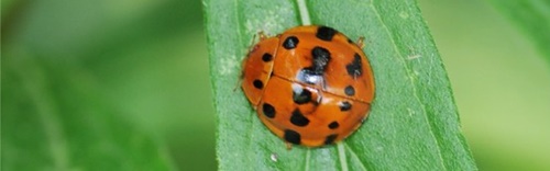 てんとう虫の種類と名前を画像で紹介 名前の由来はなに 携帯知恵袋