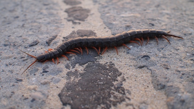 ムカデに噛まれたら病院の何科に行けばいい 症状別の正しい科とは 携帯知恵袋