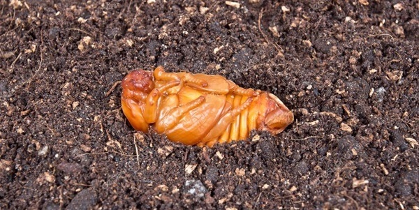 カブトムシのさなぎが土の上に出る原因と対処法６選 携帯知恵袋