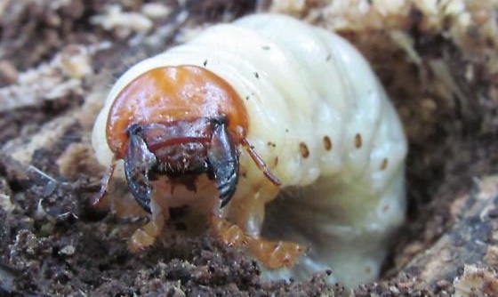 カブトムシの幼虫の見分け方 オスメスの性別判断やカナブンとの違いは 携帯知恵袋