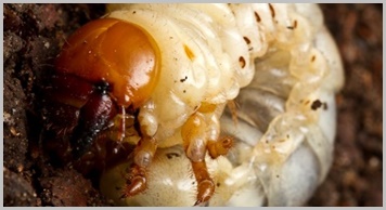 カブトムシの幼虫の見分け方 オスメスの性別判断やカナブンとの違いは 携帯知恵袋