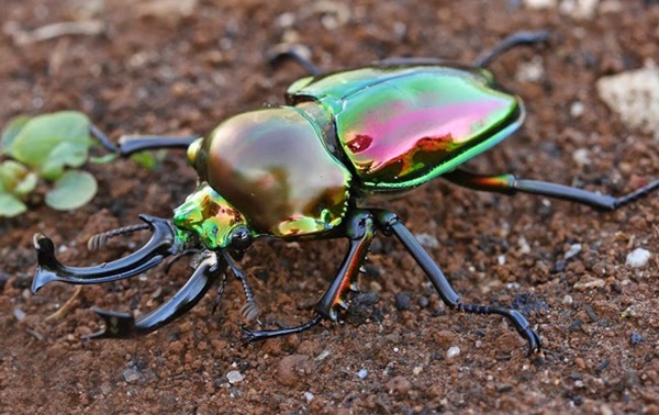 カブトムシの種類世界一覧 最も大きい 重い 最強のカブトムシを画像で紹介 携帯知恵袋