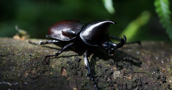 カブトムシの自由研究のまとめ方 テーマ例１７選と書き方のコツは 携帯知恵袋